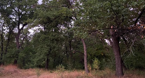 Дубы в Волго-Ахтубинской пойме. Фото Татьяны Филимоновой для "Кавказского узла" Дубы в Волго-Ахтубинской пойме. Фото Татьяны Филимоновой для "Кавказского узла"