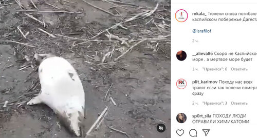 Погибшие тюлени на берегу Каспийского моря. Скриншот сообщения https://www.instagram.com/p/COiLGcnDbB9/ Погибшие тюлени на берегу Каспийского моря. Скриншот сообщения https://www.instagram.com/p/COiLGcnDbB9/