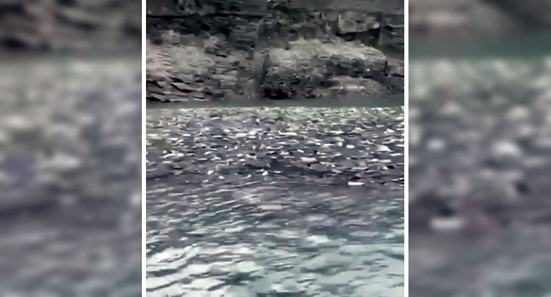 Мусор в Чиркейском водохранилище. Стоп-кадр из видео https://vk.com/wall-74219800_1922278 Мусор в Чиркейском водохранилище. Стоп-кадр из видео https://vk.com/wall-74219800_1922278