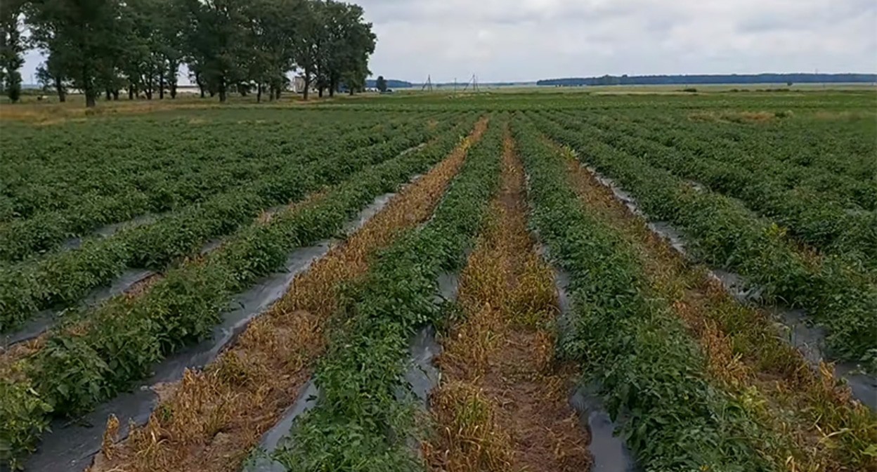 Выращивание томатов. Кадр из видео https://www.youtube.com/watch?v=xTHkI5MaZfs