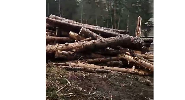 Вырубка деревьев в "Приэльбрусье". 5 мая 2024 г. Скриншот видео СКФО Тelegraph https://t.me/skfo_telegraph/13493 Вырубка деревьев в "Приэльбрусье". 5 мая 2024 г. Скриншот видео СКФО Тelegraph https://t.me/skfo_telegraph/13493