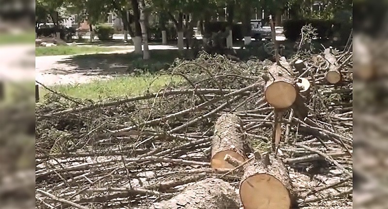 Спиленные деревья в Нальчике. Кадр из видео https://www.instagram.com/p/C7Ygw6vth3a/ (деятельность компании Meta (владеет Facebook, Instagram и WhatsApp) запрещена в России) Спиленные деревья в Нальчике. Кадр из видео https://www.instagram.com/p/C7Ygw6vth3a/ (деятельность компании Meta (владеет Facebook, Instagram и WhatsApp) запрещена в России)