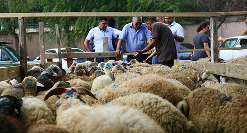 Бараны на рынке во время Курбан-байрама. Фото Азиза Каримова для "Кавказского узла" Бараны на рынке во время Курбан-байрама. Фото Азиза Каримова для "Кавказского узла"