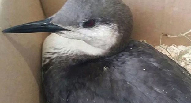 Спасенная птица. Фото instagram.com/help_birds_anapa принадлежит компании Meta деятельность которой запрещена в России Спасенная птица. Фото instagram.com/help_birds_anapa принадлежит компании Meta деятельность которой запрещена в России