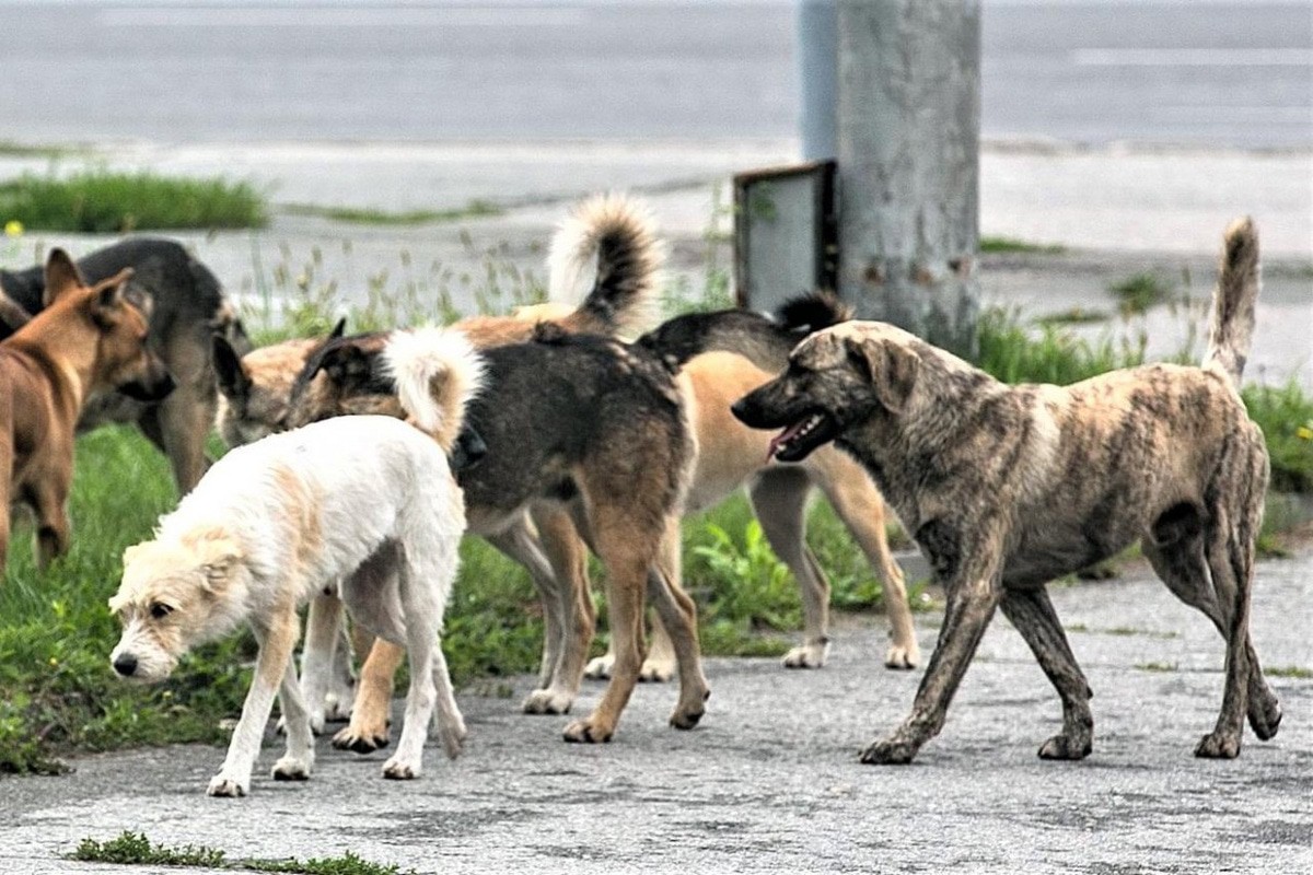 Бродячие собаки. Фото: https://kryaradm.ru/ Бродячие собаки. Фото: https://kryaradm.ru/