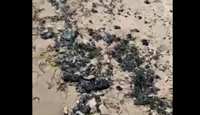 Новые выбросы мазута в Темрюкском районе. Стоп-кадр видео от 19.07.25, https://t.me/razlivnasvyazi/126779/301493. Новые выбросы мазута в Темрюкском районе. Стоп-кадр видео от 19.07.25, https://t.me/razlivnasvyazi/126779/301493.
