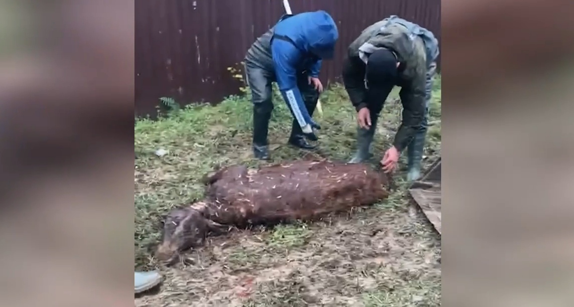 Люди собирают погибший скот в селе Адильотар. 31 марта 2026 года. Кадр видео администрации Хасавюртовского района https://t.me/has_rayon05/25346 Люди собирают погибший скот в селе Адильотар. 31 марта 2026 года. Кадр видео администрации Хасавюртовского района https://t.me/has_rayon05/25346