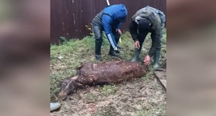 Люди собирают погибший скот в селе Адильотар. 31 марта 2026 года. Кадр видео администрации Хасавюртовского района https://t.me/has_rayon05/25346