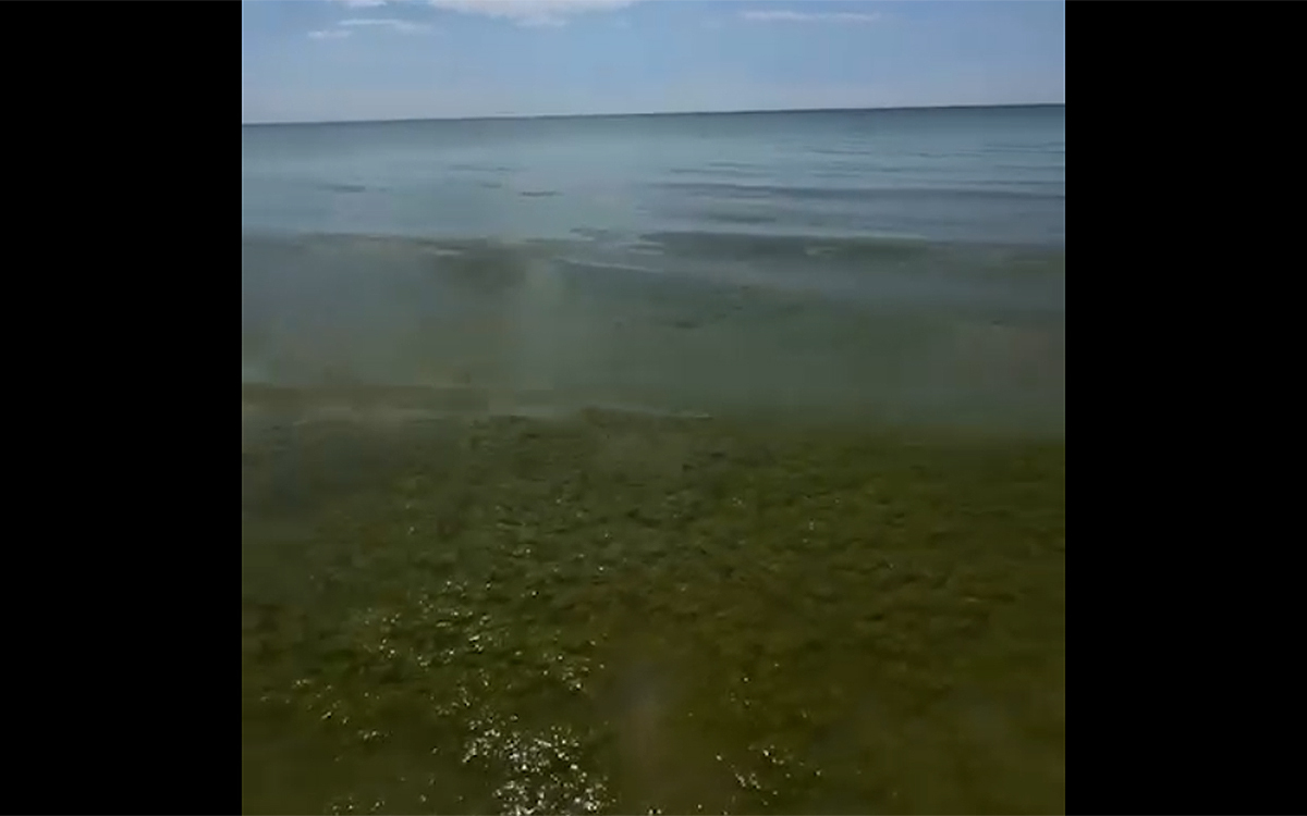 Водоросли в море. Кадр из видео https://t.me/shot_shot/97099 Водоросли в море. Кадр из видео https://t.me/shot_shot/97099