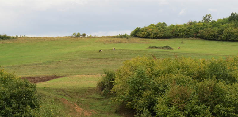 Луга. Луга.