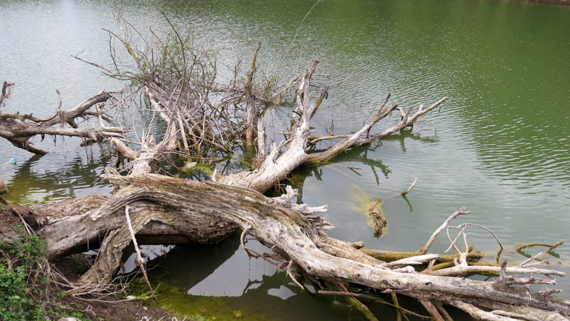 Сухие поваленные деревья в воде. Сухие поваленные деревья в воде.