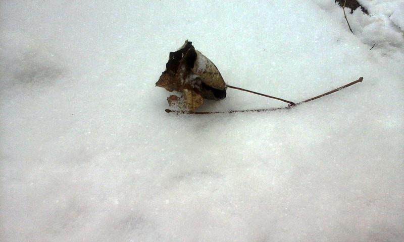 Фотовыставка (декабрь) - 3. Фотовыставка (декабрь) - 3.